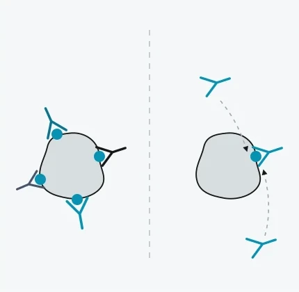 Polyclonal versus monoclonal antibody structure comparison