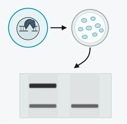 CRISPR knockout cell line confirmation workflow