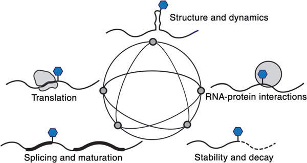 Chemical modifications of RNA and their molecular effects