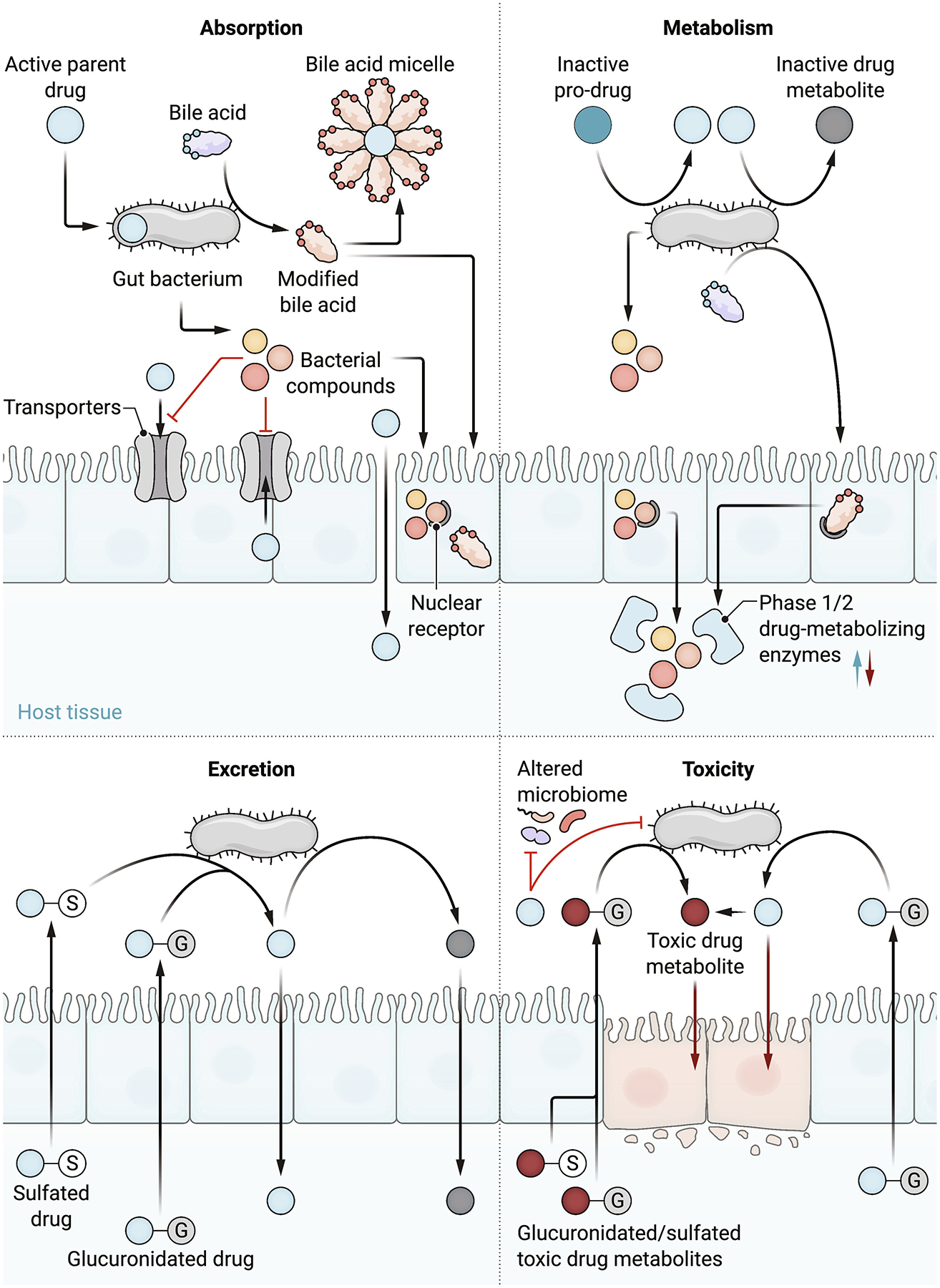 Direct and indirect impacts of the gut microbiome on drug pharmacokinetics