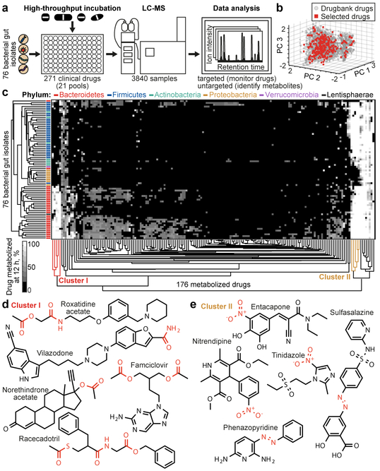 Drug-metabolizing activities of human gut bacteria