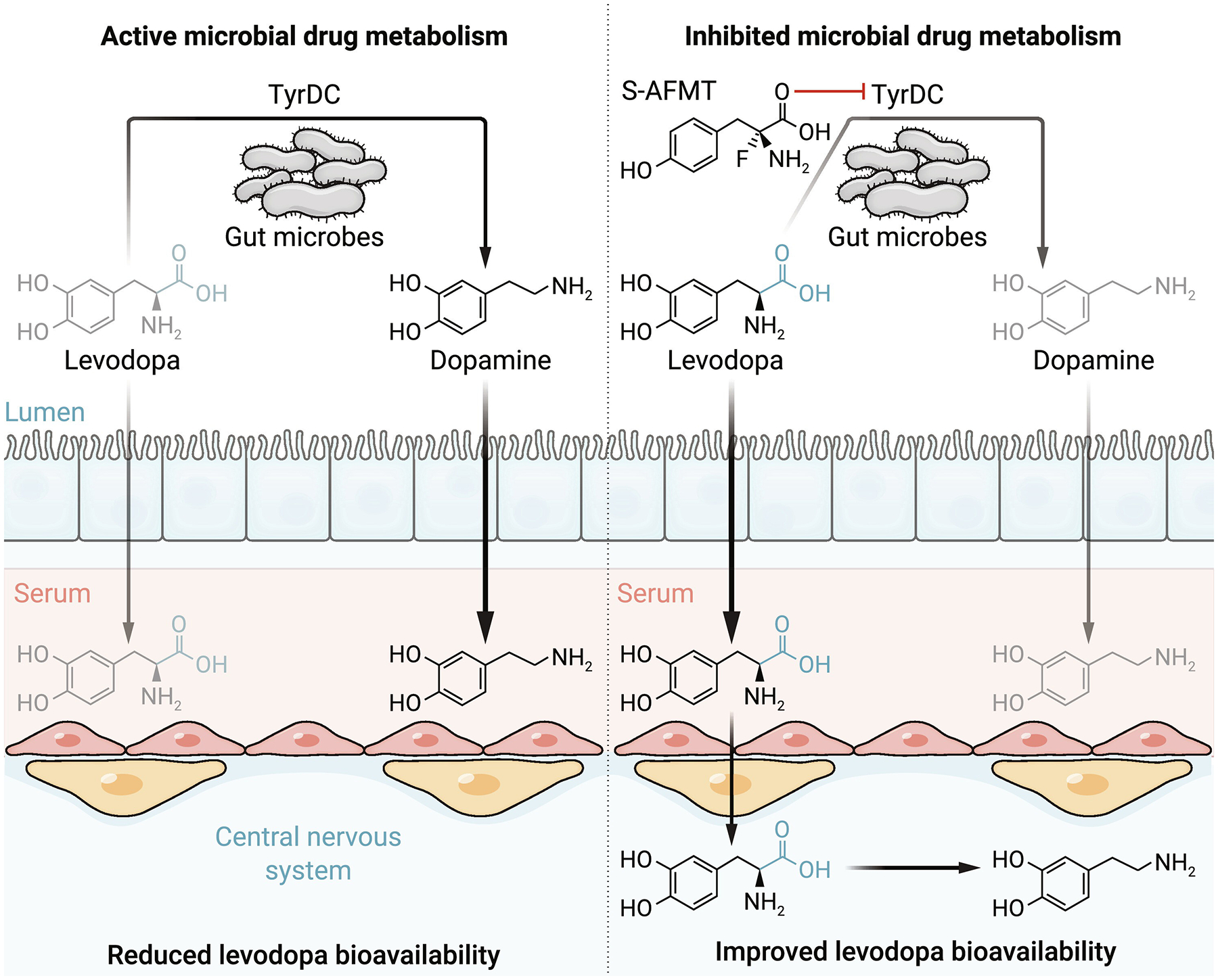 Effects of blocking bacterial drug metabolizing enzymes