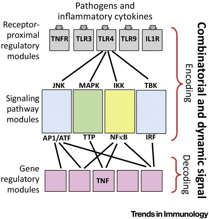 Encoding and decoding of inflammatory signals
