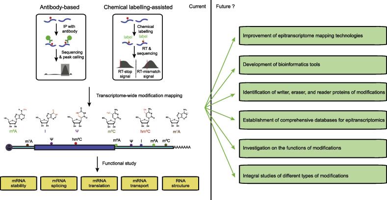 Future directions of epitranscriptomics and RNA modifications