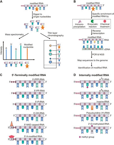 Identification of RNA modifications using analytical and sequencing methods