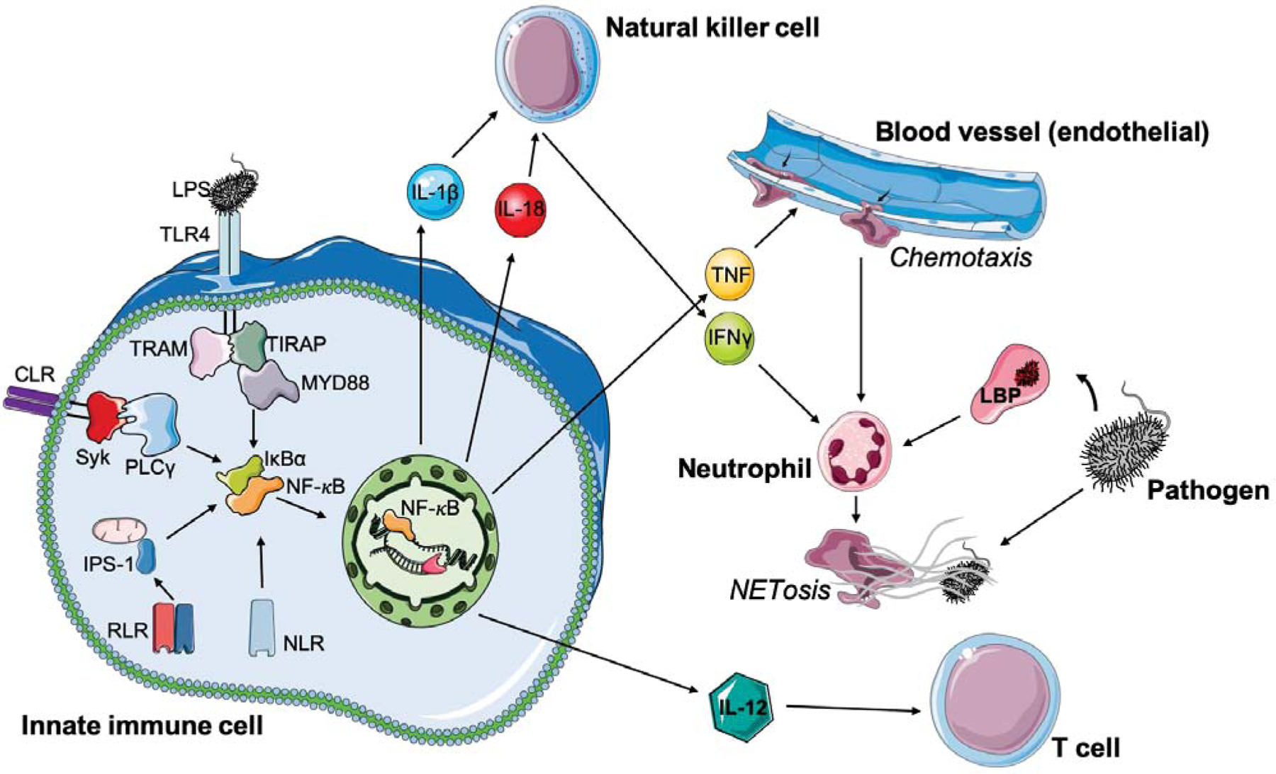 Communication signals and crosstalk among innate immune cells