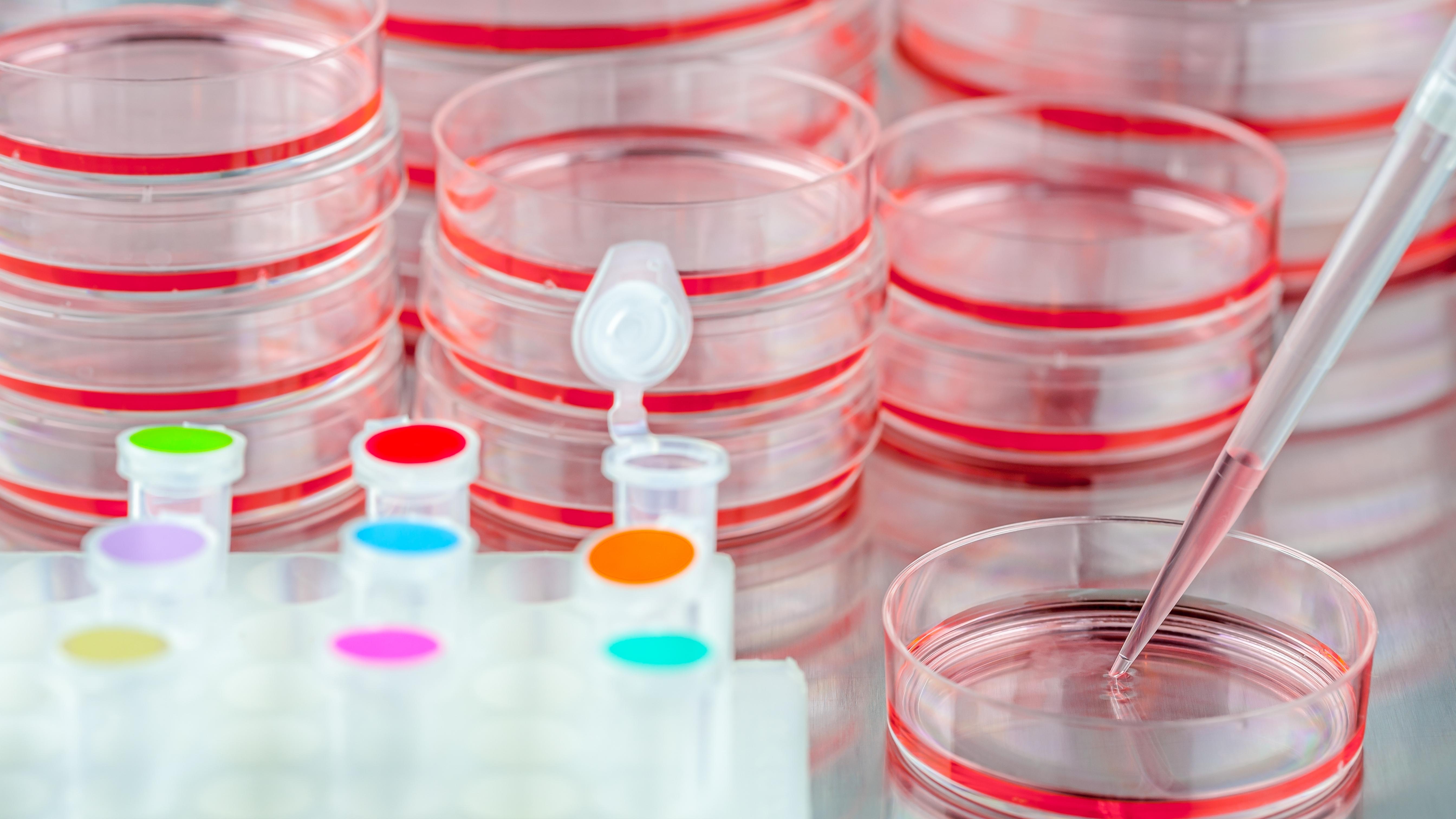 LM Agarose