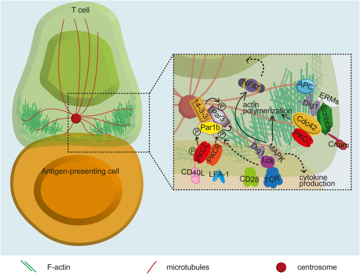 Immunological synapse between a T cell and antigen-presenting cell