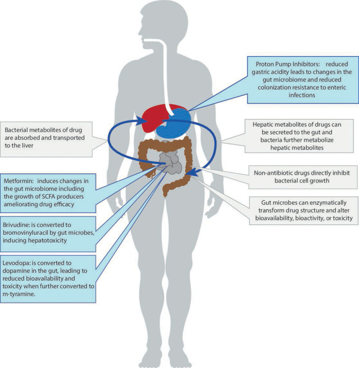 Interactions between the gut microbiome and commonly used non-antibiotic drugs