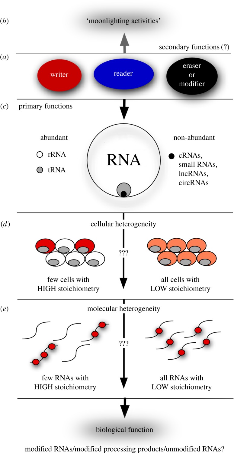 Challenges of multi-layered RNA modifications