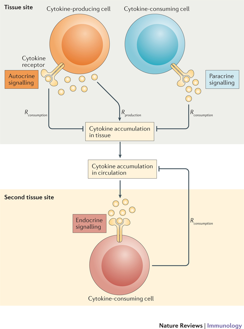 Three modes of cytokine-mediated cell-to-cell communication